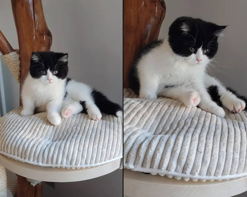 Gatto Mirtillo Campione 2026