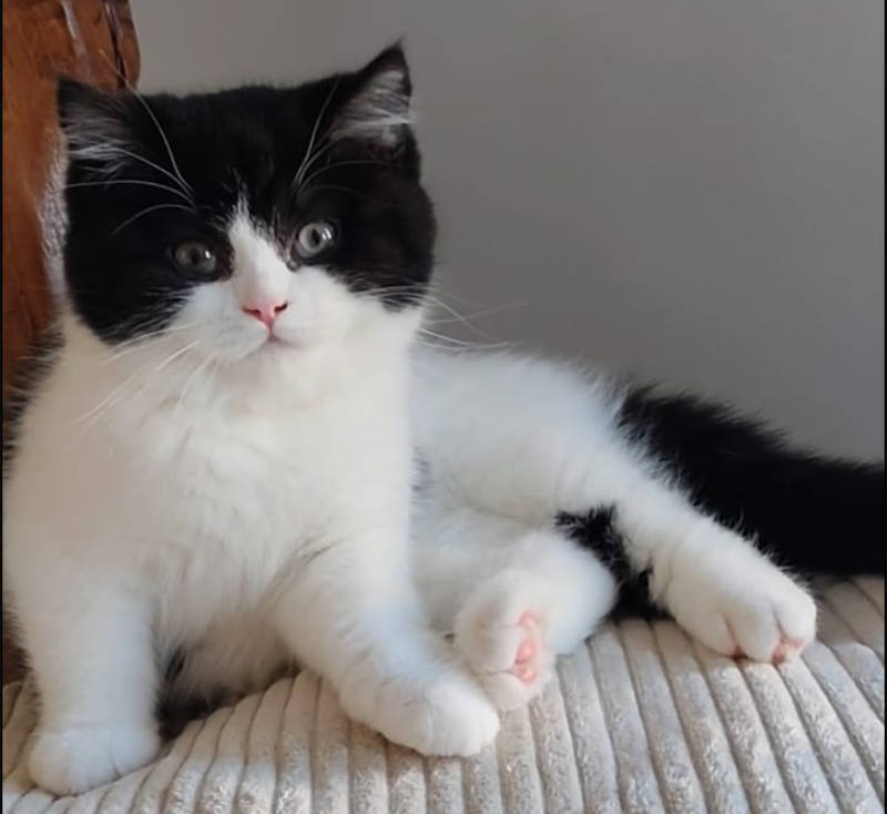 Gatto Mirtillo fiera Padova 2026